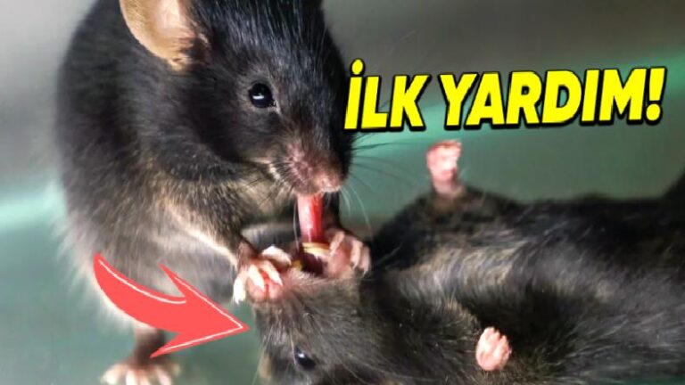 Fareler Nasıl Oluyor da Hasta Arkadaşlarına İlk Yardım Uyguluyor? Hatta Ölenleri Bile Hayata Döndürmeye Çalışıyorlar!