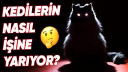 Gözlerimiz Karanlıkta Neden Kedilerinki aynıi Parlamıyor?