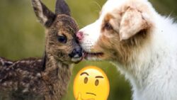 Hayvanlar da Tıpkı İnsanlar benzeri Birbirleri İle Dost Oluyor mu?