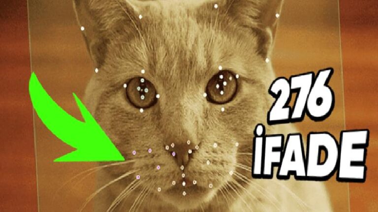 Kedilerin 276 Farklı Yüz İfadesi, Hangi Hislerinin Tercümanı Niteliğinde? Yapay Zekâ Tüm Gizemi Çözüyor!