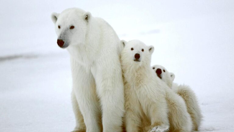 Kutup ayılarının donmamasının sırrı çözüldü