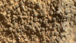 Mars’ta bir yeni “orada olmaması gereken kaya” keşfi daha