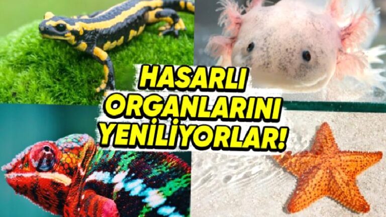 Muazzam Yetenekleri İle Kendi Uzuvlarını ve Organlarını Yenileyebilen 6 Hayvan: Kalp ve Beyin Dahil!
