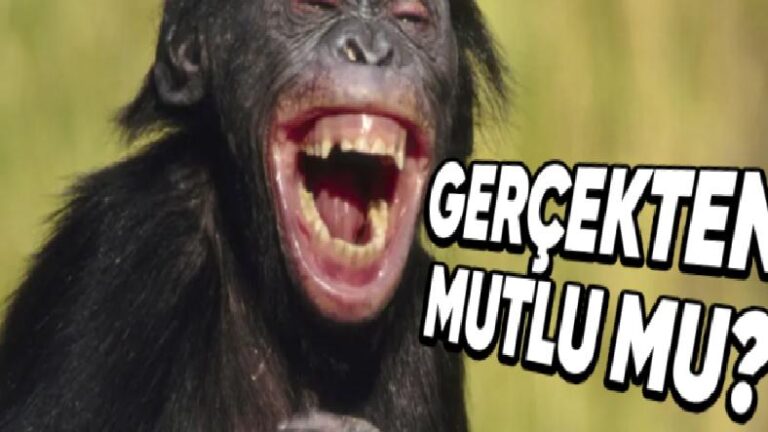 Tıpkı İnsanlar Gülümseyip Kahkaha Atan O Hayvanlar: Pekala Bunu Mutlu Oldukları İçin mi Yapıyorlar?