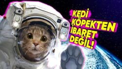 Uzaya Gönderilen Hayvanlar: Işık Tuttukları Bilgilere İnanamayacaksınız!