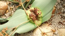 Welwitschia Mirabilis: Çöllerin 3.000 yıl yaşayan “canlı fosili”