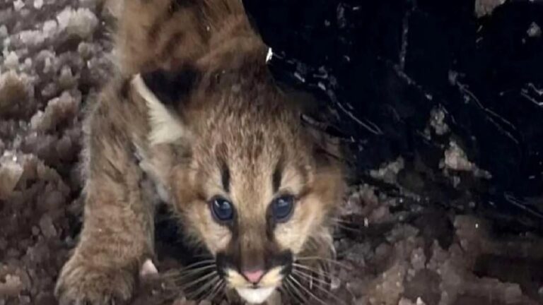 Yüz yılın akabinde gelen tabiat mucizesi: Puma yavruları yeniden ortaya çıktı