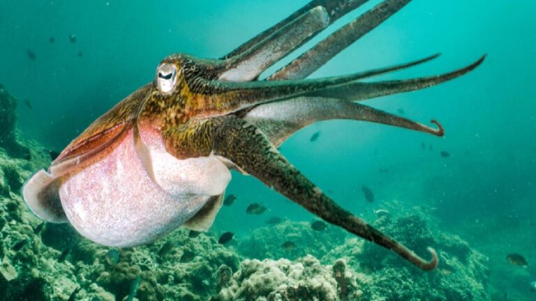 100 yıllık bekleyiş son buldu, bilim insanları nihayet dev kalamarı görüntüledi
