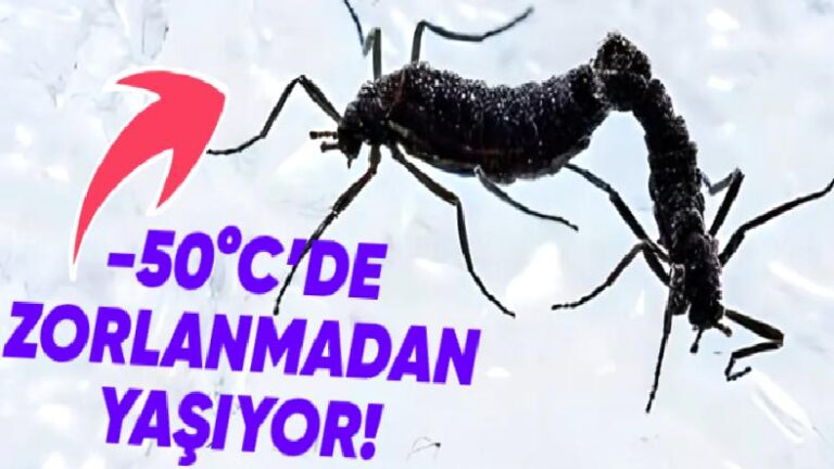 Antarktika Böcekleri Bu Bölgede Yaşayan Tek Canlı Olmayı ve Dondurucu Soğuklarda Hayatta Kalmayı Nasıl Başarıyor?