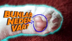 Hayvanların Patilerinde Neden Bu Yumuşak Yastıkçıklar Var? (Sessiz Yürüyüşlerin Sırrını Bulduk)