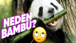 Pandalar Etçil Olmalarına Karşın Neden Sabah Akşam Bambu Yerler?