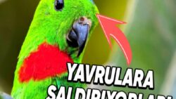 Uzun Kuyruklu Yeşil Papağanlar Neden Birbirlerinin Yuvalarına Müsaadesiz Girip Yavrulara Saldırıyorlar? Bir Miktar Keyfiniz Kaçacak!
