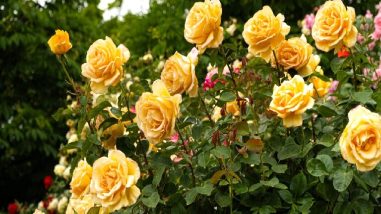 Yeni araştırmanın şaşırtan keşfi: Güllerin atası aslında sarı mıydı?