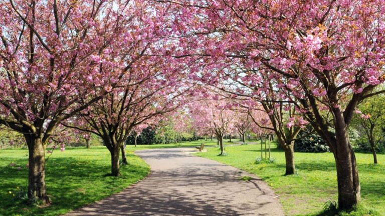 Ağaçlar, gerçekten birbirleriyle konuşuyor olabilir mi?