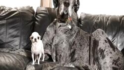 Minik Pearl ile dev Reggie: Rekorların köpekleri buluştu!