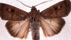 Bu kelebekler, yollarını bulmak için yıldızları kullanıyor