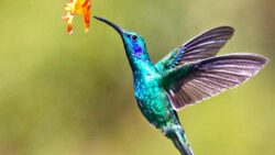 Sinek kuşları ve geriye uçma yetenekleri: Havacılıkta yeni bir ilham mı?