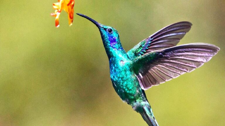 Sinek kuşları ve geriye uçma yetenekleri: Havacılıkta yeni bir ilham mı?