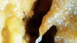 Solucanların oluşturduğu süperorganizmalar, doğada ilk kez gözlemlendi