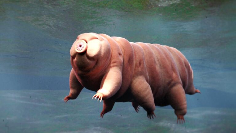 Ay’da hayat var ve onu oraya, “yanlışlıkla” biz götürmüş olabiliriz