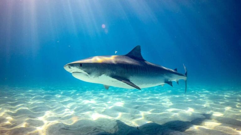 Köpek balıkları ters dönünce neden donup kalıyor?