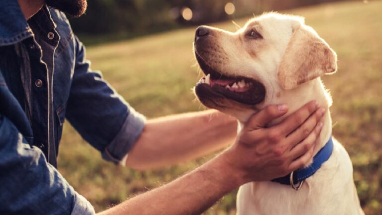 Köpekler, Parkinson hastalığının “kokusunu” tespit edebiliyor