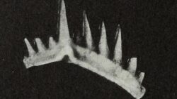 Milyonlarca yıl önce yaşayan bu küçük canlı, bilinen en keskin dişlere sahipti