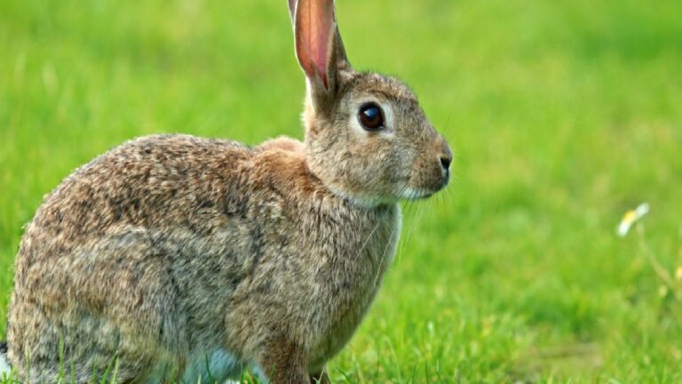 Tavşanları Frankenstein’a çeviren virüs yayılıyor