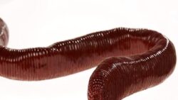 Dünyanın en uzun solucanı: Sesi de garip, kendisi de…