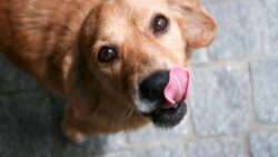 Köpekler neden dudaklarını yalar?