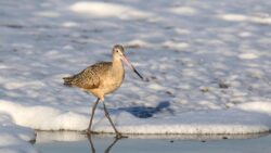 11.000 kilometrelik yolculuğun ürpertici bedeli: Kendi organlarını “yiyorlar”