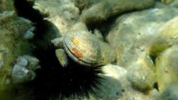 500 yıllık midye kabukları sinyali verdi: Büyük tehlike kapıda