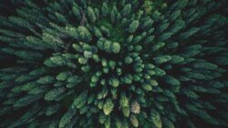 Bu ağacın yapraklarında altın var!