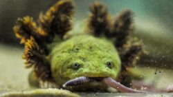 Dünya üzerinde tek bir yerde yaşıyorlar, sadece 150 tane kaldı!