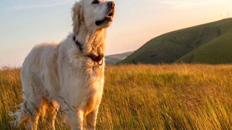 Köpekler neden konuşamıyor?