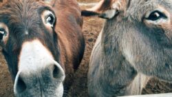 Yaşlanma karşıtı “mucize” ilacın arkasında gizlenen büyük vahşet