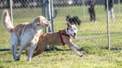 50.000 dolarlık ‘ikinci şans’: Süperstarın klonlanan köpeği, gerçekten aynı köpek mi?