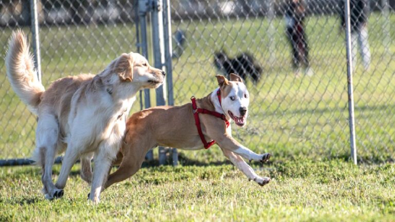 50.000 dolarlık ‘ikinci şans’: Süperstarın klonlanan köpeği, gerçekten aynı köpek mi?