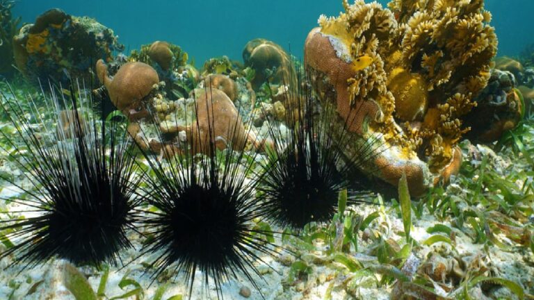 Beyinsiz oldukları sanılıyordu, tüm vücutları beyin çıktı