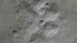 Dev köpeklerin gizemi: Ekosistem çöküşünden sonra nasıl hayatta kaldılar?