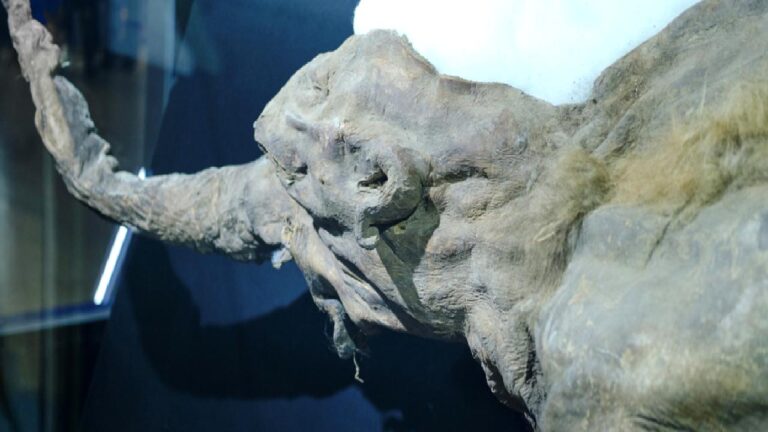 DNA yetmedi, RNA devri başladı: 40.000 yıllık mamut fosilinden çıkan sürpriz
