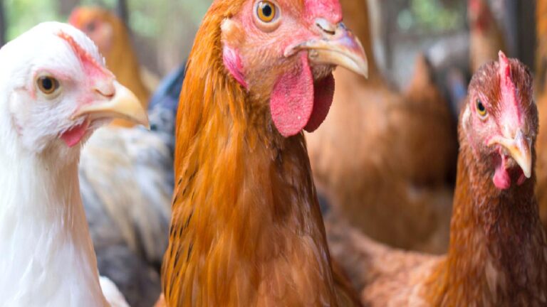 H5N1’den sonra H5N5 korkusu: Kuş gribi virüsündeki protein değişikliği ne anlama geliyor?