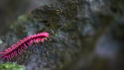 Tayland mağarasında heyecanlandıran keşif: “Prenses Ejderha”