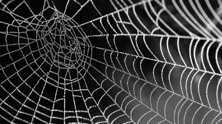 Uçmaz diye bildiğimiz örümcekler, uçarak dağları nasıl aşıyor?
