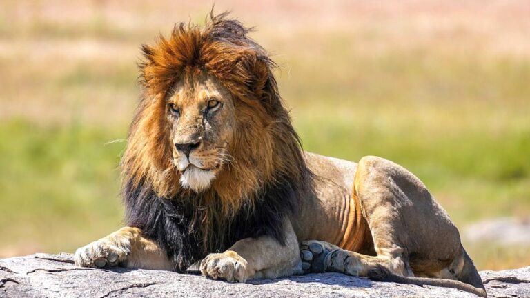 Yapay zeka, aslanlar hakkında şimdiye dek kimsenin bilmediğini ortaya çıkarttı