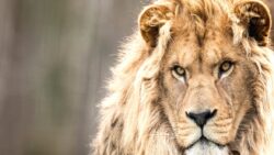 6.000 yıllık mucize: Aslanın çenesinden kurtulan genç adamın inanılmaz hikayesi