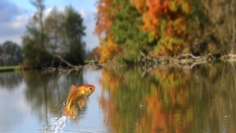 Balıkların boyları, neden giderek daha da küçülüyor?