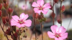 Bilim insanları umudu kesmişti: Yok olduğu sanılan et yiyen bitki bulundu