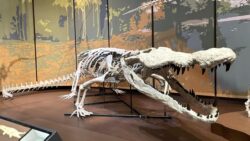 Dinozorların kabusuydu: 10 metrelik dinozor avcısı timsah yeniden “doğdu”