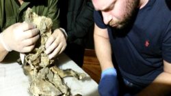 14 bin yıllık son yemek: Buzul Çağı’nın sırrı bir kurdun midesinde çözüldü